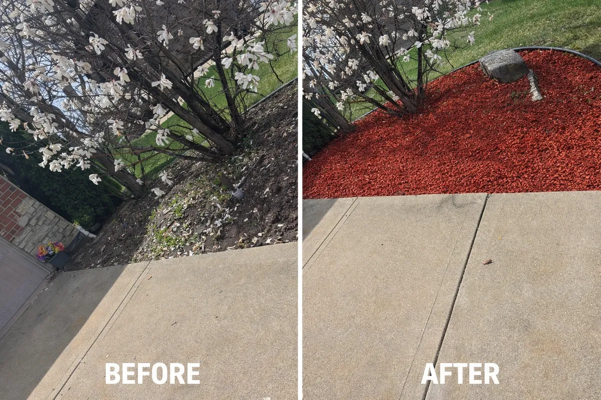 Before after mulch with plants near the sidewalk